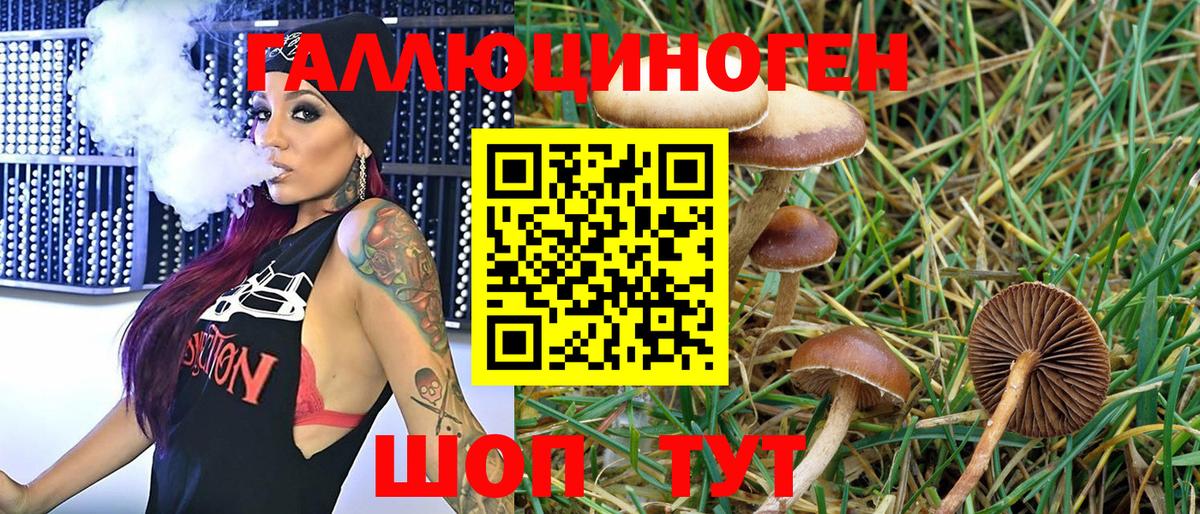 Псилоцибиновые грибы Psilocybe Котлас
